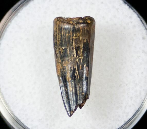 Cretaceous Crocodilian Tooth - Judith River #17663